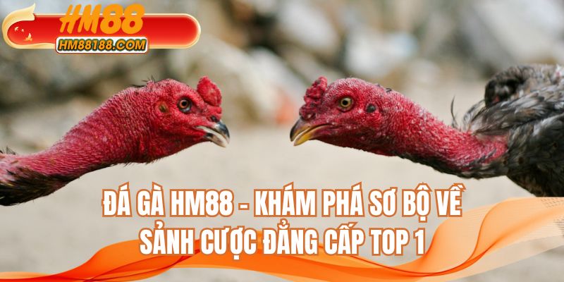 Đá gà HM88 - Khám phá sơ bộ về sảnh cược đẳng cấp top 1