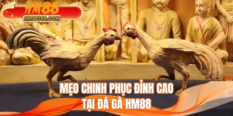 Mẹo chinh phục đỉnh cao tại đá gà HM88
